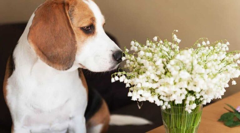 Is Lily-of-the-Valley Toxic to Children and Pets? What Gardeners Should Know