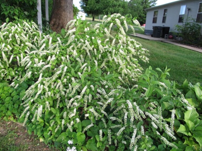 The North Carolina Native Plants That Fill The Shady Gap Behind Your Shed So Weeds Never Move In