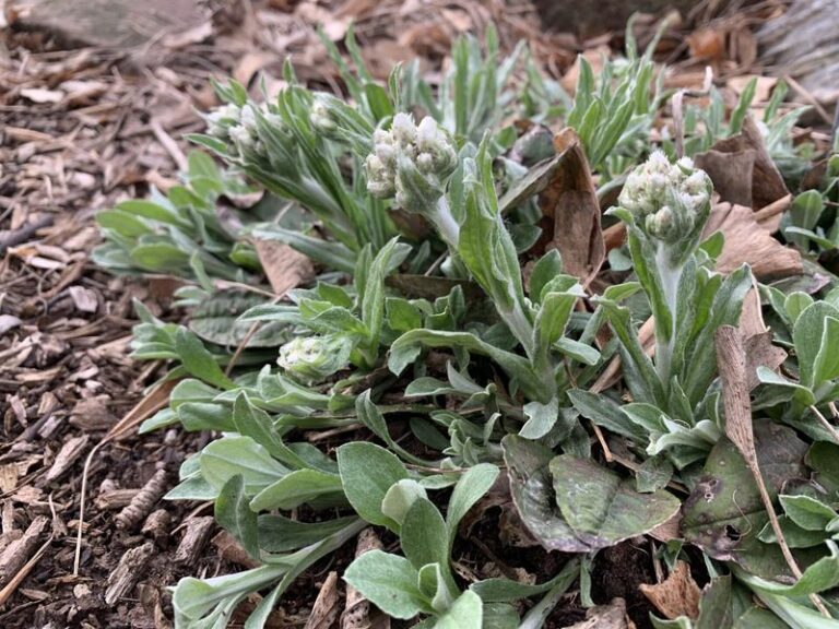 These North Carolina Natives Fill Every Bare Spot In Your Beds And Then Politely Stop Spreading