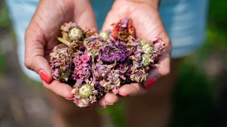 Saving Zinnia And Marigold Seed In North Carolina: A Possible Source Of Next Year’s Flowers