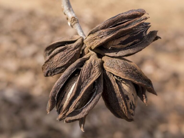 Checking for Ripe Pecans in North Carolina and the Possible Risk of Wildlife Loss