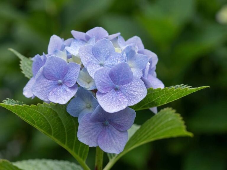 Why Your Hydrangeas Grew Huge Leaves But Barely Any Flowers This Year (And What To Do This Fall)