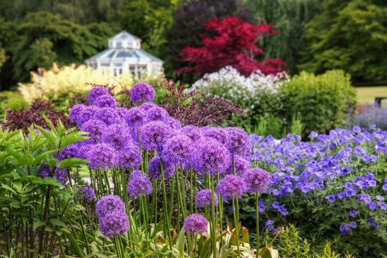 Why North Carolina Gardeners May Get Several Years of Spring Color from Ornamental Allium