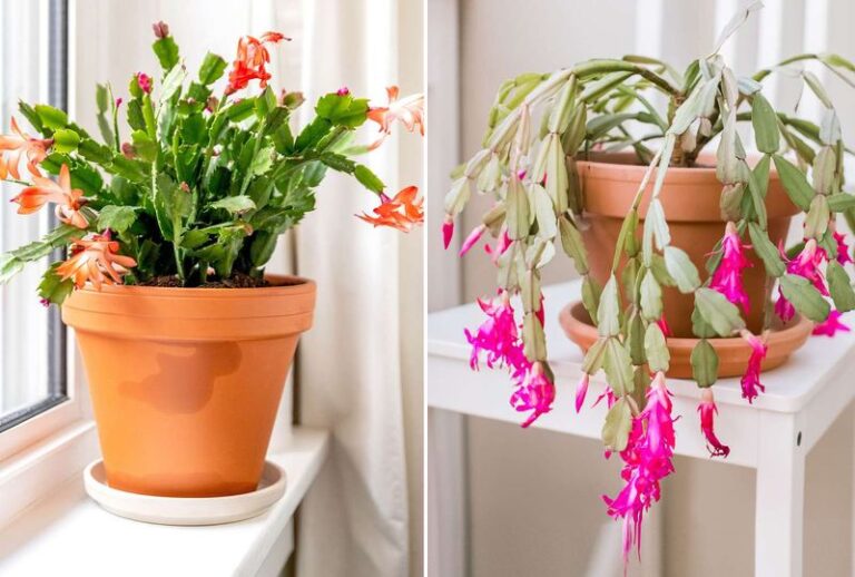 Is Your Christmas Cactus Really a Thanksgiving Cactus? Stem Edges Offer a Clue