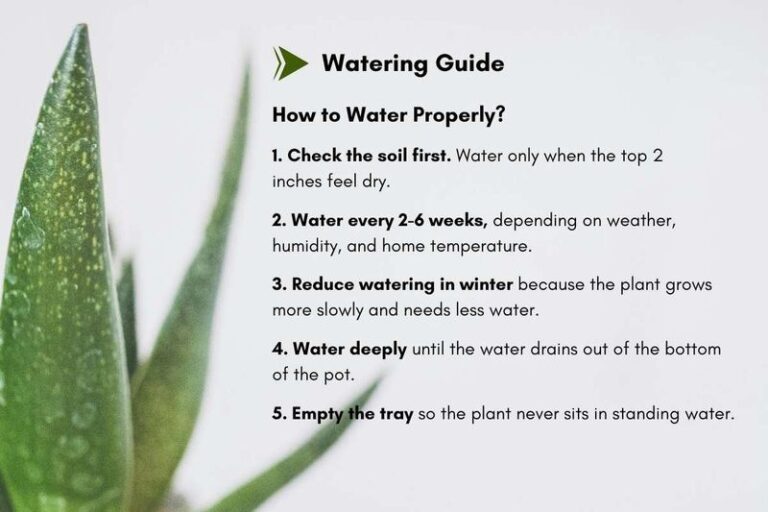 Snake Plant Winter Watering: No Set Schedule, Just Check the Soil
