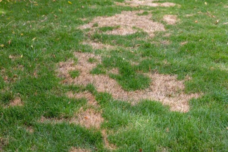Don’t Spray Your Lawn’s Brown Fall Patches Before Checking What’s Causing Them