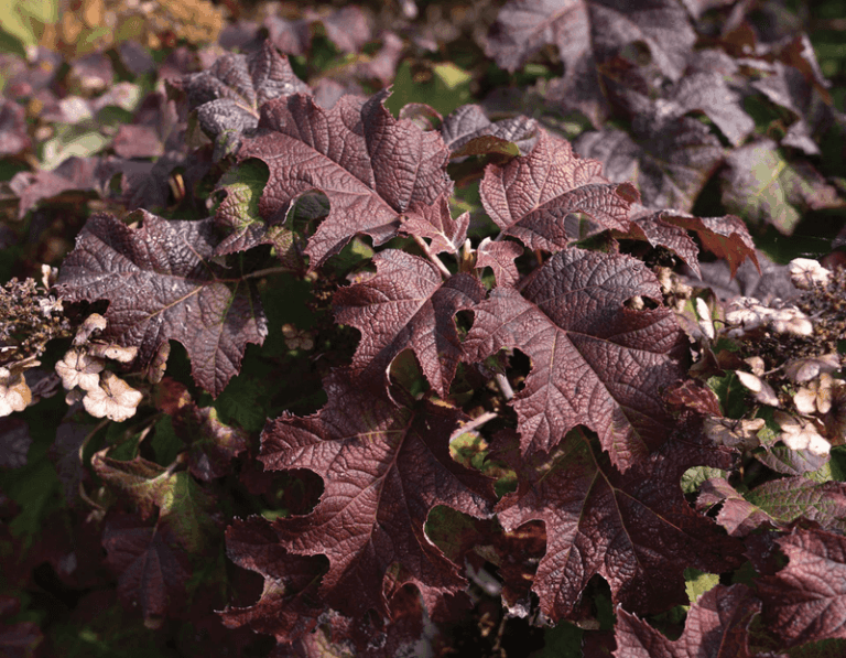 Your Hydrangea Leaves Turning Purple And Red This Fall Doesn’t Mean It’s Dying: Here Are the Clues to Check