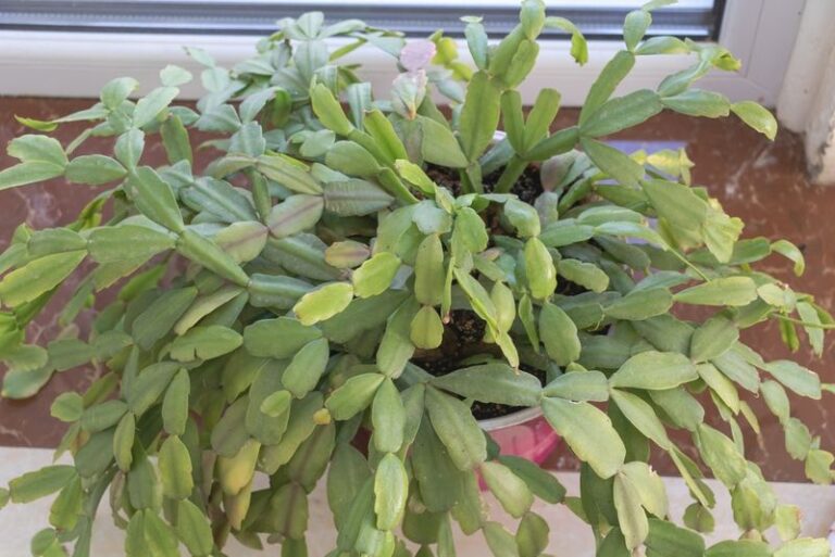 Why Your Holiday Cactus May Look Pale During Heating Season, and What to Check