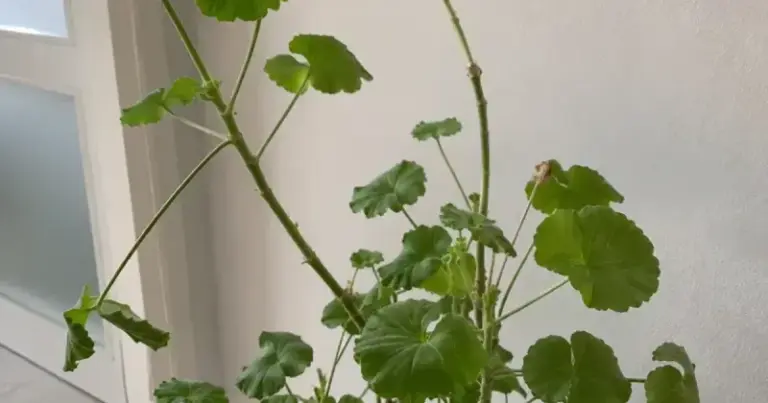 Leggy Indoor Geraniums: Low Winter Light Is a Common Culprit and Pinching Helps Shape Them
