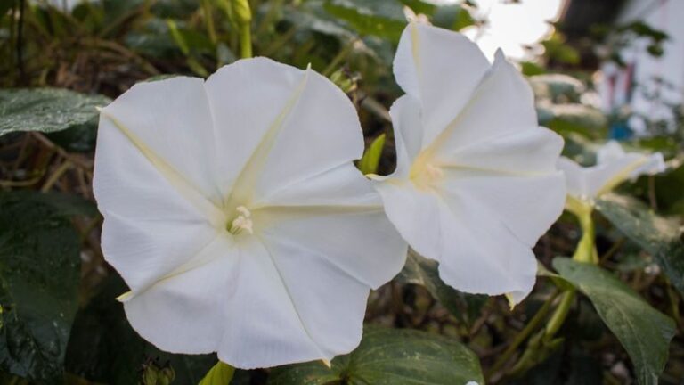 Saving Moonflower Seeds This Fall May Give You Fragrant Night Blooms Along Your Porch Down the Road