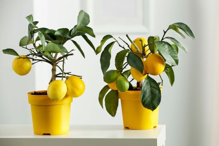 Your Potted Meyer Lemon Can Often Make It Through A North Carolina Winter If You Bring It In The Right Way