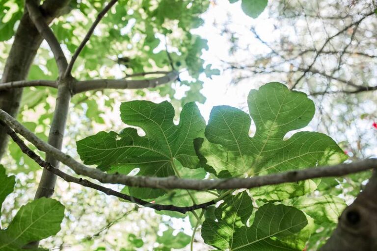 Leafy Fig Tree With No Fruit? Check Nitrogen First, Then These Other Causes