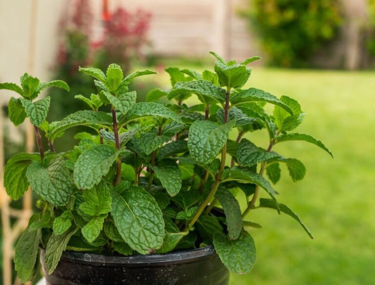 Moving Your Potted Rosemary, Lavender, And Bay Indoors? These 11 Herbs Actually Survive Winter On A Sunny Windowsill