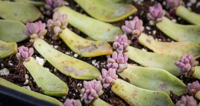 Some Fallen Succulent Leaves On Your Windowsill Can Become New Plants, Here’s How