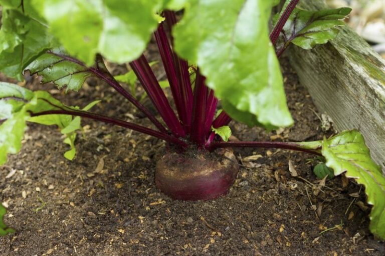 Small, Woody Beets Every Year? 17 Growing Tips That Turn Tiny Seeds Into Fat, Juicy Roots