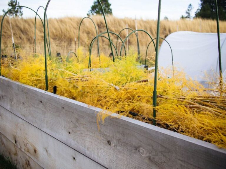 When to Cut Back Asparagus in North Carolina: Let the Foliage Turn Brown First