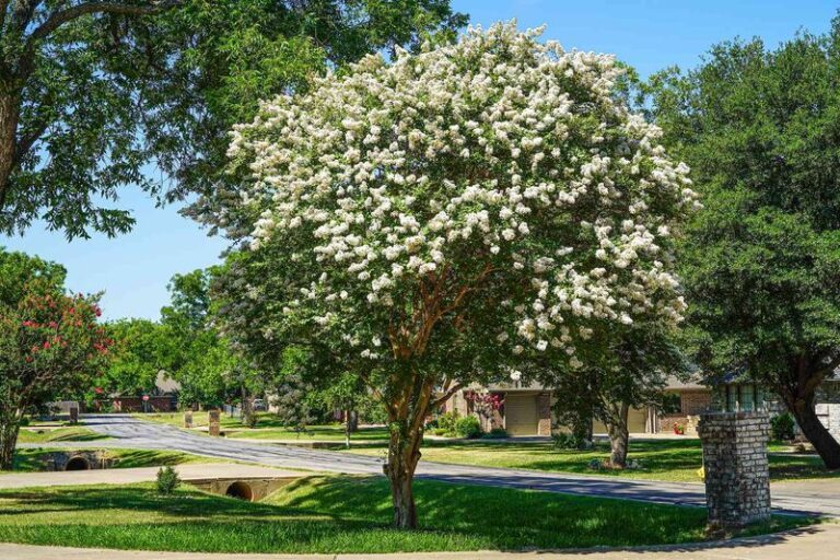 Can Crape Myrtle Roots Lift a North Carolina Driveway? What Homeowners Should Check