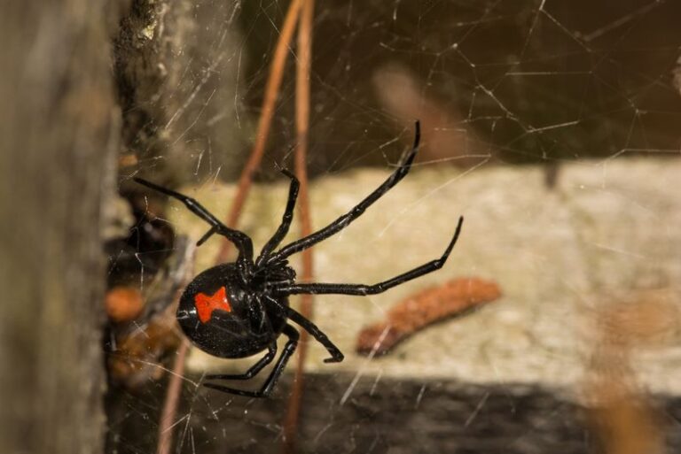 Black Widows and North Carolina Firewood Stacks: A Possible Hazard and Practical Precautions