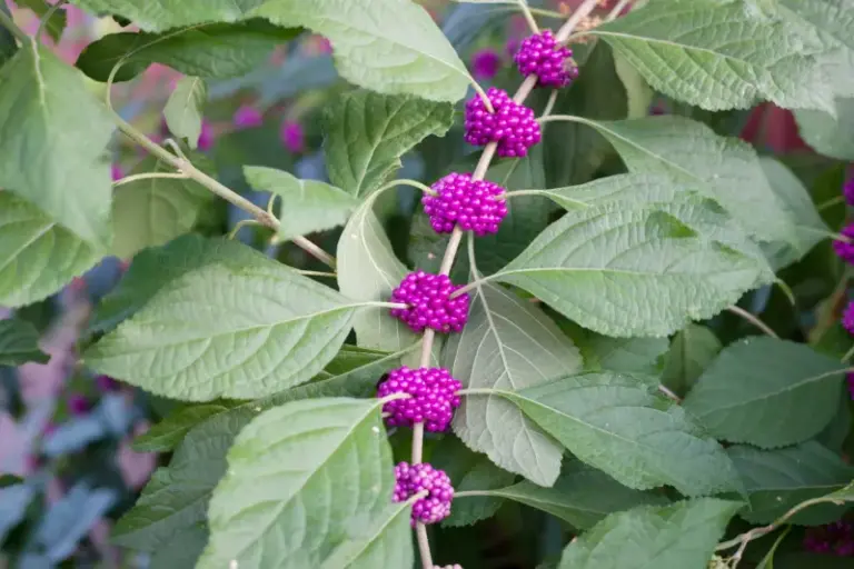 These Old Fashioned Plants From Grandma’s Yard Are Quietly Taking Over North Carolina Gardens Again