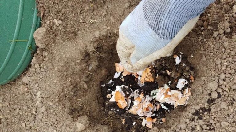17 Single-Ingredient Fertilizers Gardeners Swear By For Their Juiciest Tomatoes Next Summer