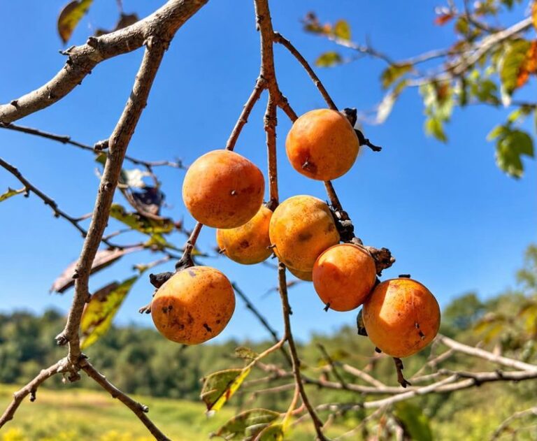 The Two Native Fruit Trees Almost No North Carolina Yard Has, But Every Backyard Should