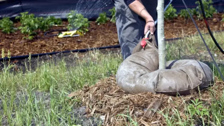 The One Thing North Carolina Fruit Trees Need Before The First Freeze Or Next Summer’s Peaches Never Show Up