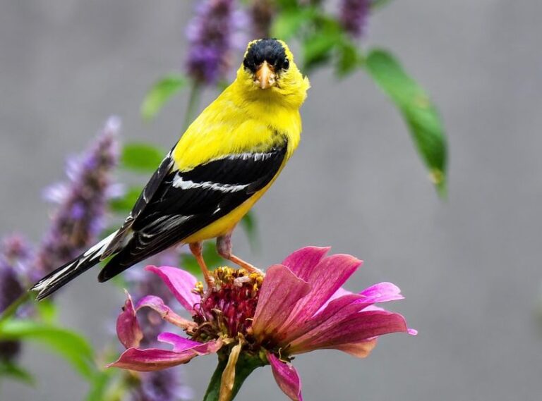 Leave These 13 Seed Heads Standing This Fall And Finches Will Feed In Your Garden All Winter