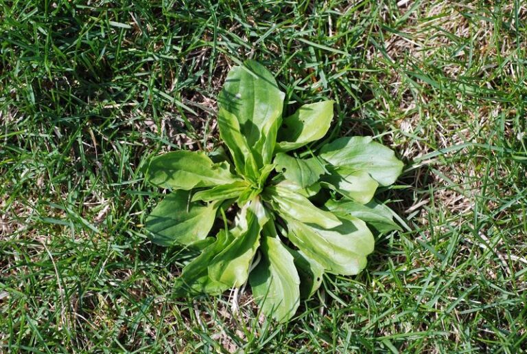 Broadleaf Plantain in Your Lawn: What Its Traditional Skin Use Really Tells Us