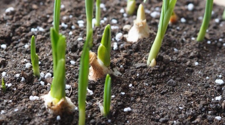 Gardeners Who Dig Up Fat Garlic Bulbs Every Summer Plant Their Cloves This Way – 15 Tips To Use This Fall