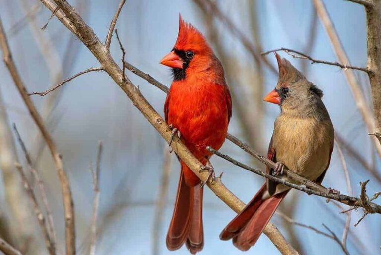 What It Really Means When Songbirds Suddenly Crowd Into Your North Carolina Yard This Fall