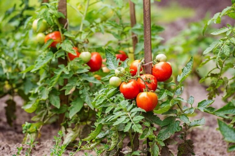 Daily Tomato Watering: What It Really Means for Cracks, Rot, and Missing Fruit