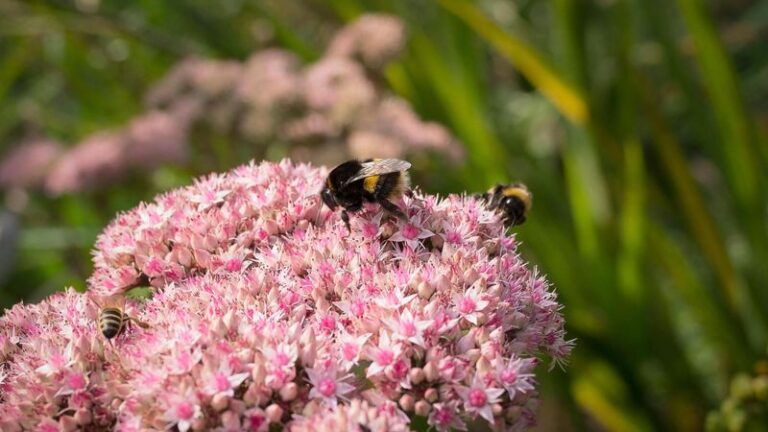 Why Yellowjackets Keep Hanging Around Your Yard This Fall – 13 Things Quietly Drawing Them In