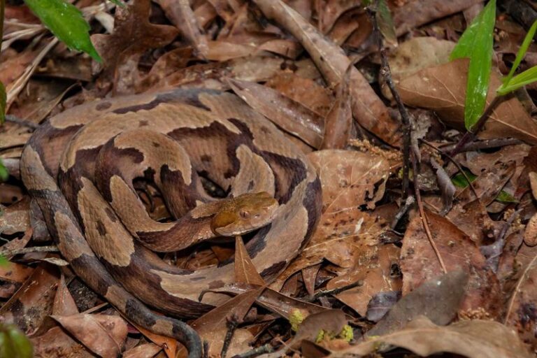 What To Do In The First Few Seconds When A Copperhead Turns Up In Your North Carolina Garden Bed