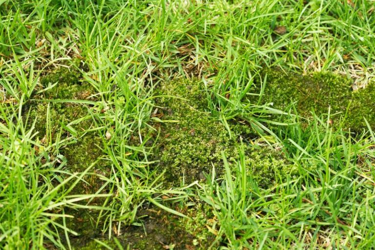 If Moss Keeps Taking Over Your Lawn, Here Are 11 Hidden Reasons And The Fix For Each