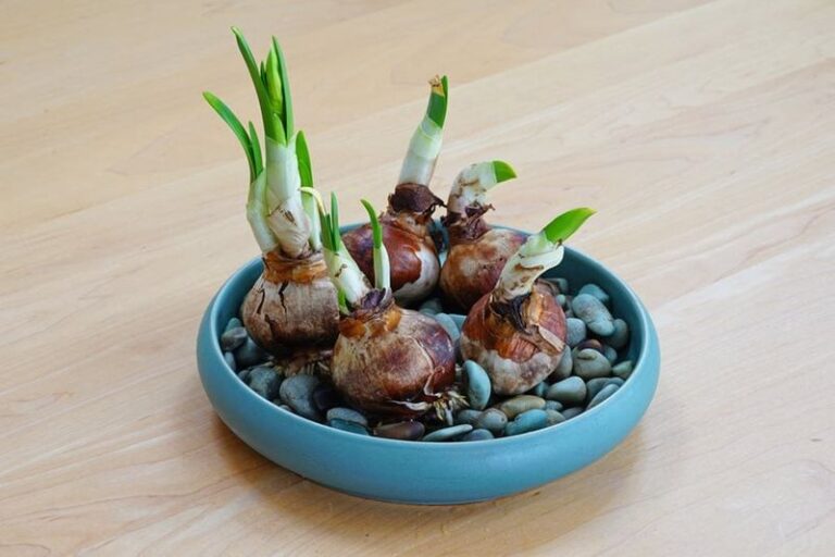 Got Paperwhite Bulbs for the Holidays? Plant Them This Way for Blooms in About Six Weeks
