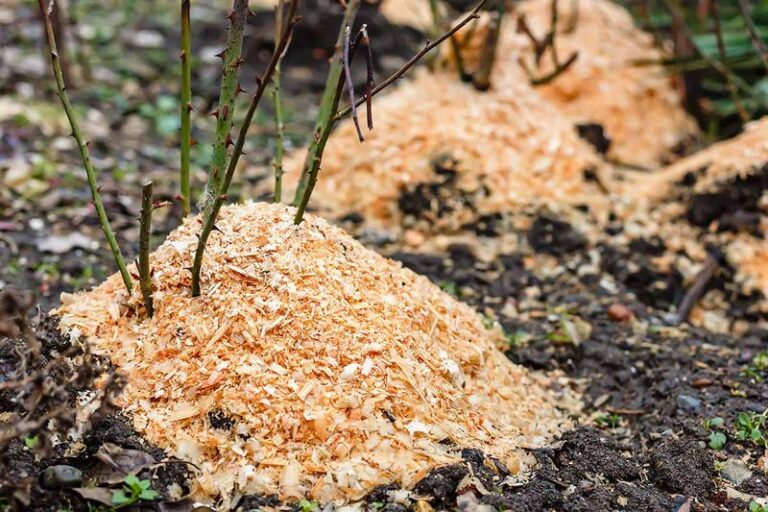 13 October Rose Jobs That Get Your Bushes Through Winter And Loaded With Blooms Next June