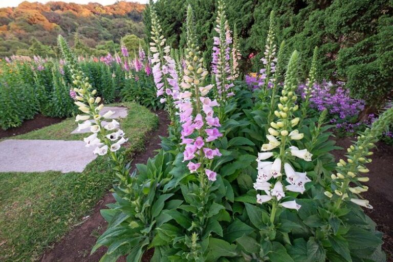 15 Self-Seeding Flowers You Plant Once And Never Have To Buy Again