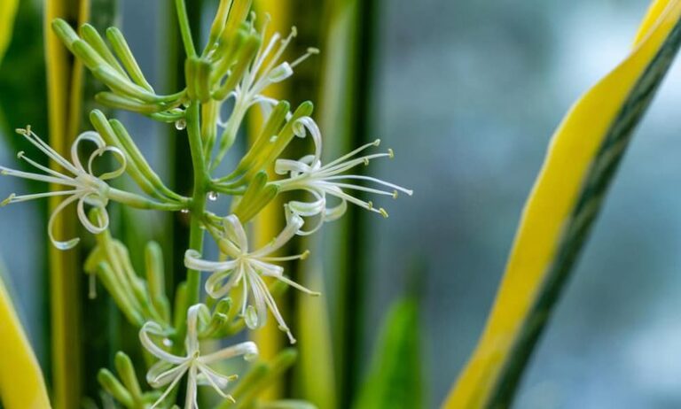 Why Your Snake Plant Hasn’t Bloomed Indoors, and What You Can Safely Do
