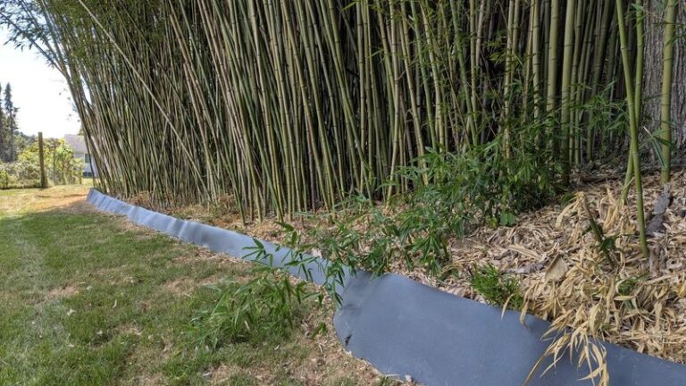 What North Carolina Homeowners Have The Right To Do When A Neighbor’s Bamboo Spreads Into Their Yard
