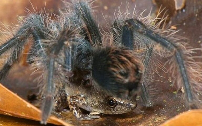 Does a Tiny Frog in a Tarantula’s Burrow Guard Its Eggs From Ants? What Researchers Actually Saw