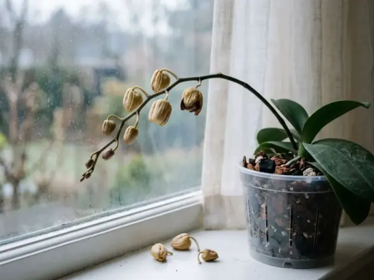 How Watering Can Contribute to Orchid Buds Dropping Right Before They Open