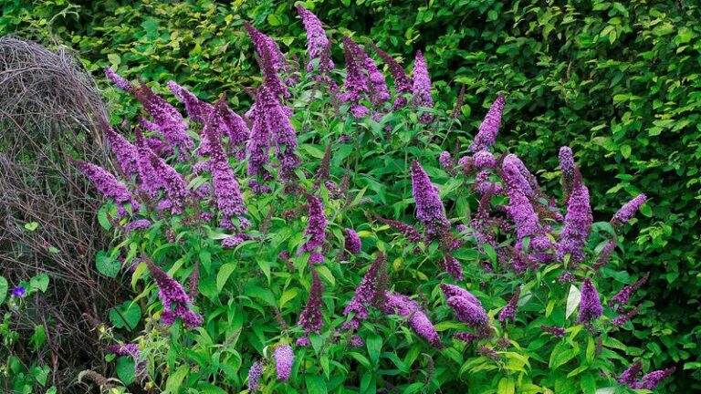 The One Thing North Carolina Butterfly Bush Needs Before The First Freeze Or Next Summer’s Blooms Come Up Thin