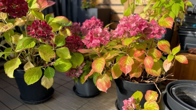 15 Reasons Your Potted Hydrangeas Look Rough This Fall (Plus How To Get Them Through Winter Alive)