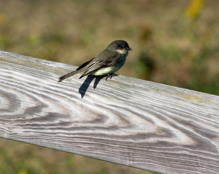 Phoebes Keep Flicking Their Tails From Your North Carolina Porch Rail Because The Yard Below Is Full Of Bugs