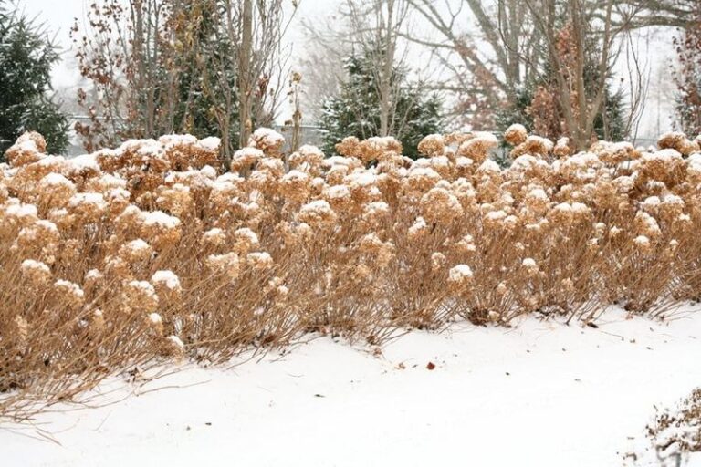 Protecting Hydrangea Buds Before Winter: What Helps and What Doesn’t