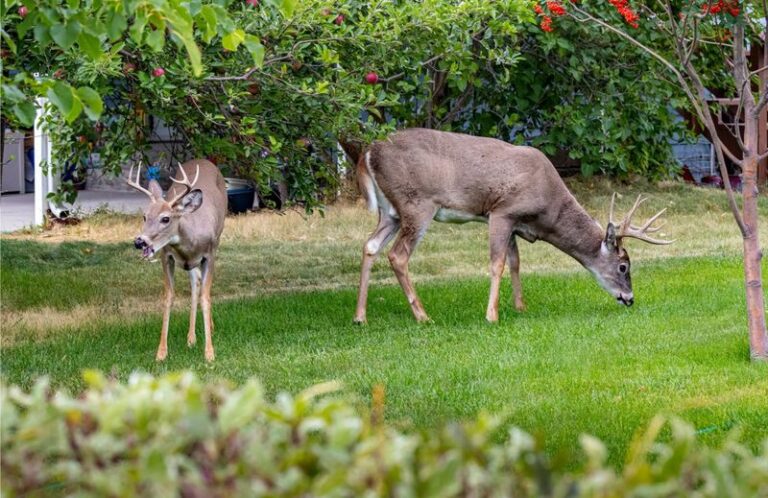 Should You Feed Deer Corn in Your North Carolina Backyard? What to Know About Deer, Ticks, and Winter Feeding