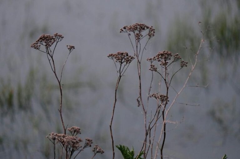 15 Plants That Look Even Better After The Flowers Are Gone (Leave Them Standing This Fall)