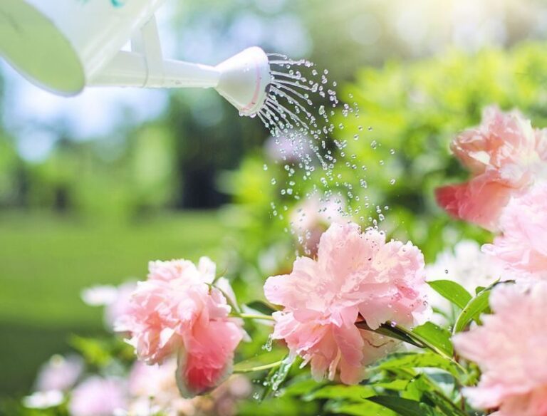 Your Peonies Look Done For The Year – 7 Fall Jobs That Decide Next Spring’s Flowers (Most Gardeners Skip One)