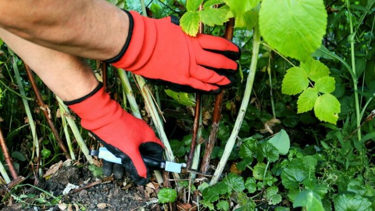 One Fall Cut On Your Raspberry Canes Now Means Buckets More Berries Next Summer