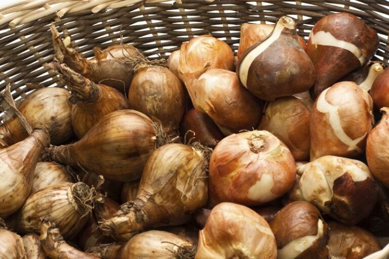 Storing Daffodil Bulbs Near Your Onions This Fall Is A Kitchen Mix-Up Waiting To Happen